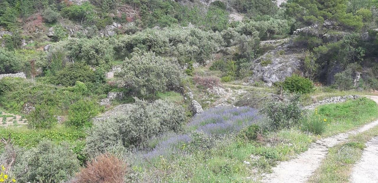 Kuca Za Odmor Dobrila Hotel Jelsa  Kültér fotó